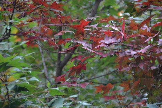 clip_image012.jpg DSC_8493